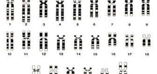 cromosomas del cariotipo humano