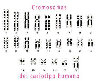 cromosomas del cariotipo humano