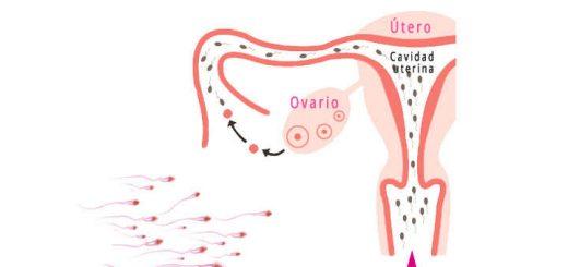 cuanto tarda en llegar el espermatozoide al ovulo