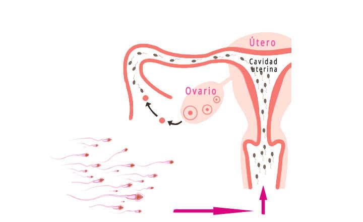cuanto tarda en llegar el espermatozoide al ovulo